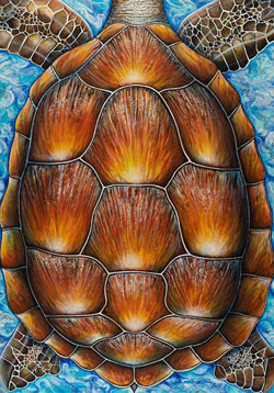 Oil Painting on Canvas - Caretta Turtle