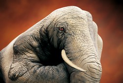 Elephant on brown Hand Painting | Guido Daniele