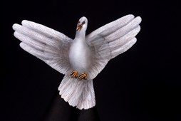 White Dove Hand Painting | Guido Daniele