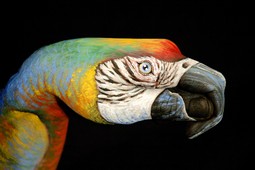 Parrot on black Hand Painting | Guido Daniele