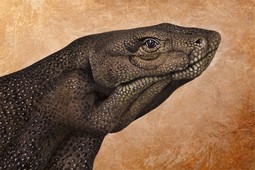 Komodo Dragon Hand Painting | Guido Daniele