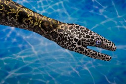 Leopard Moray Hand Painting | Guido Daniele