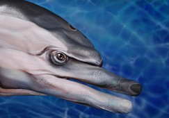 Dolphin Hand Painting | Guido Daniele
