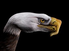Bald Eagle on black Hand Painting | Guido Daniele