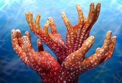 Corals Hand Painting | Guido Daniele
