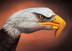 Bald Eagle on brown Hand Painting | Guido Daniele