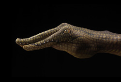 Crocodile on black Hand Painting | Guido Daniele