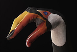 Toucan on black Hand Painting | Guido Daniele