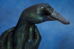 Indian Black Duck Hand Painting | Guido Daniele