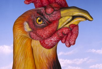 Rooster - Ph. Guido Daniele