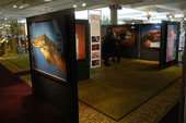 Mostra da Harrod's. Londra, 2008